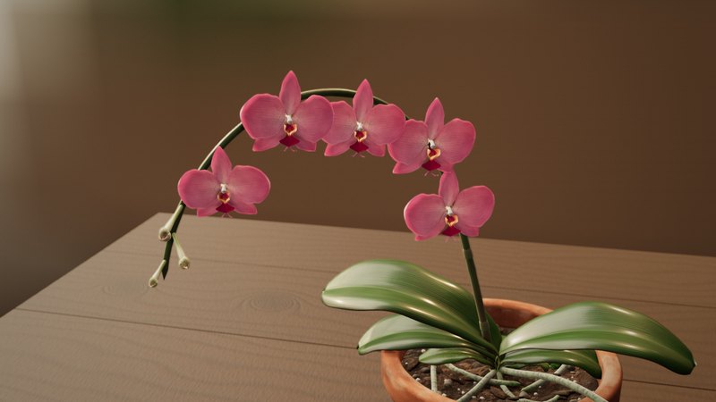 Une orchidée Phalaenopsis en fleurs dans un pot en terre cuite